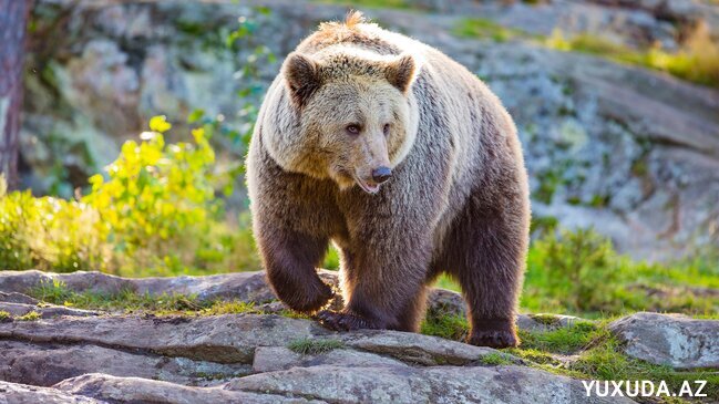 Yuxuda ayı görmək