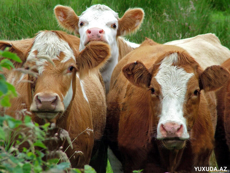 Yuxuda inək görmək