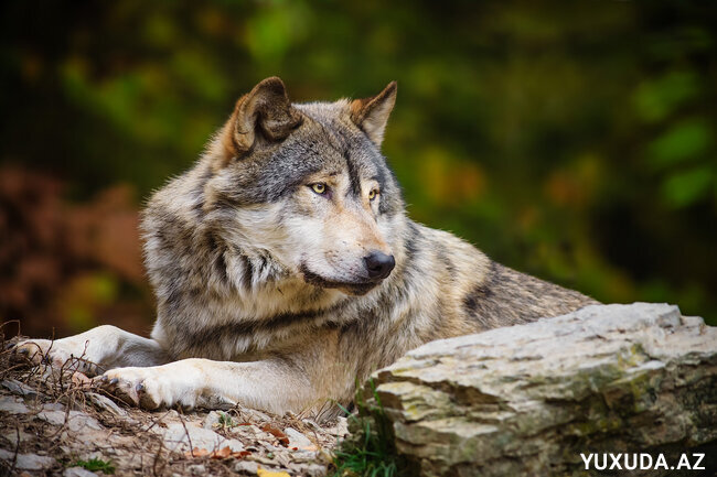 Yuxuda canavar görmək