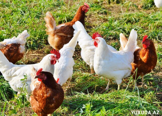 Yuxuda toyuq görmək