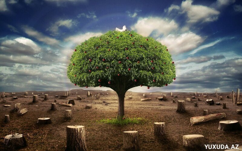 Yuxuda ağac görmək