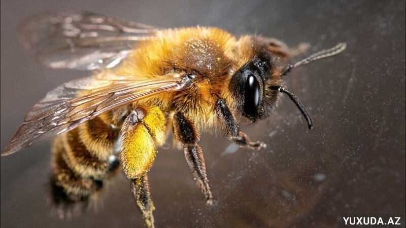 Yuxuda arı görmək