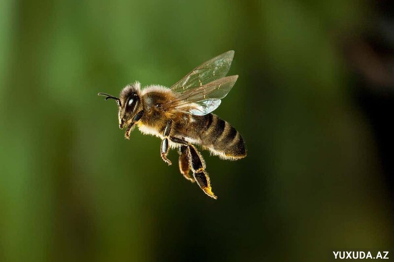 Yuxuda arı sancması