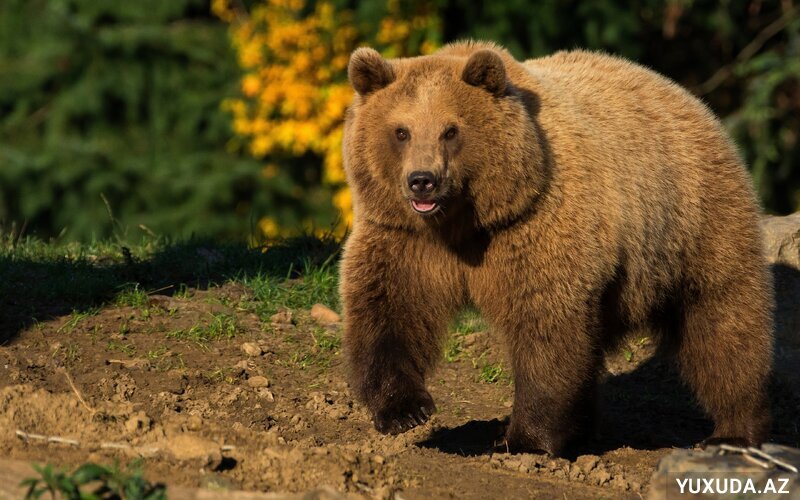 Yuxuda ayı görmək