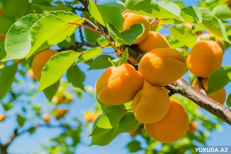 Yuxuda ərik görmək