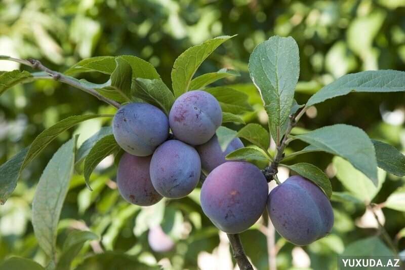 Yuxuda gavalı görmək