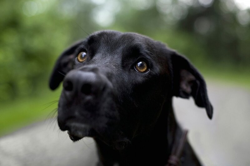 Yuxuda qara it görmək