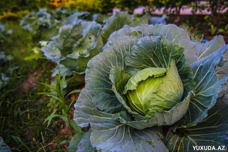 Yuxuda kələm görmək