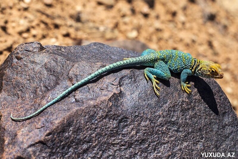 Yuxuda kərtənkələ görmək