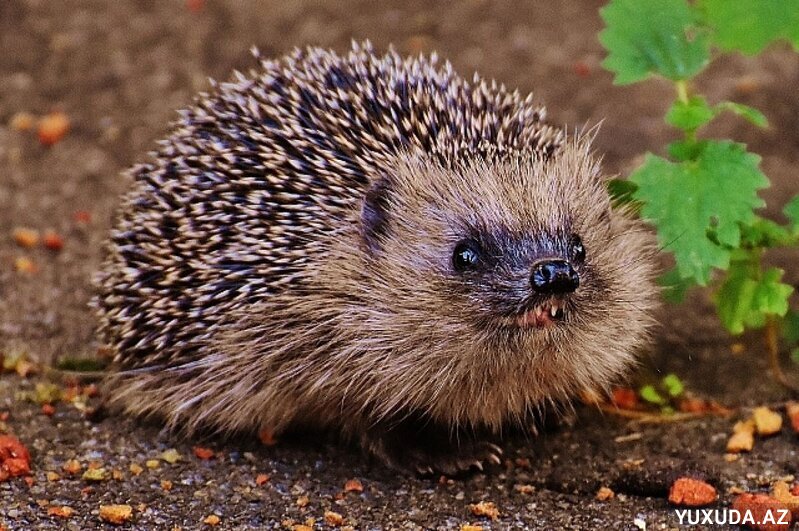 Yuxuda kirpi görmək