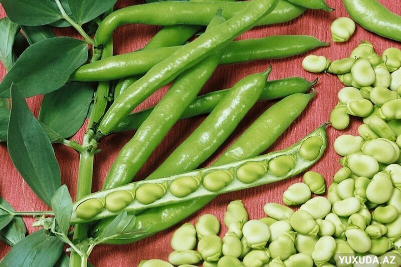 Yuxuda lobya görmək