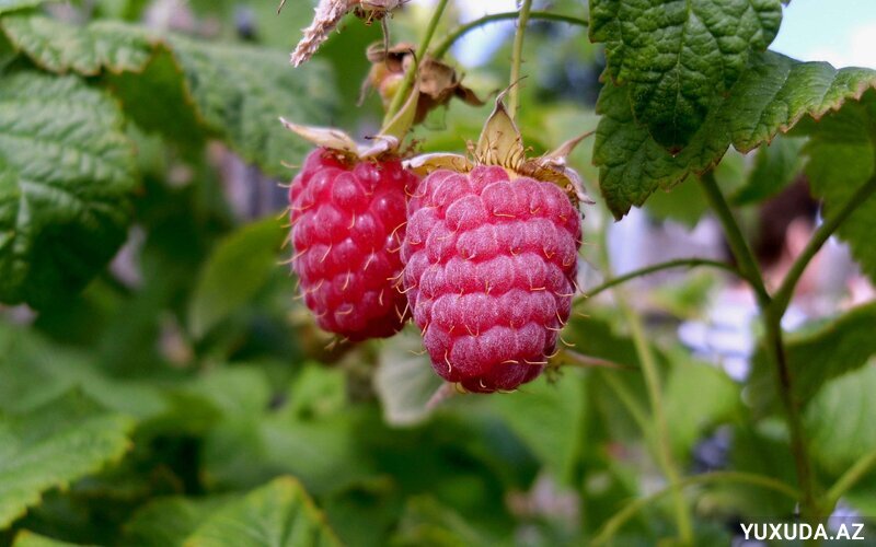 Yuxuda moruq görmək