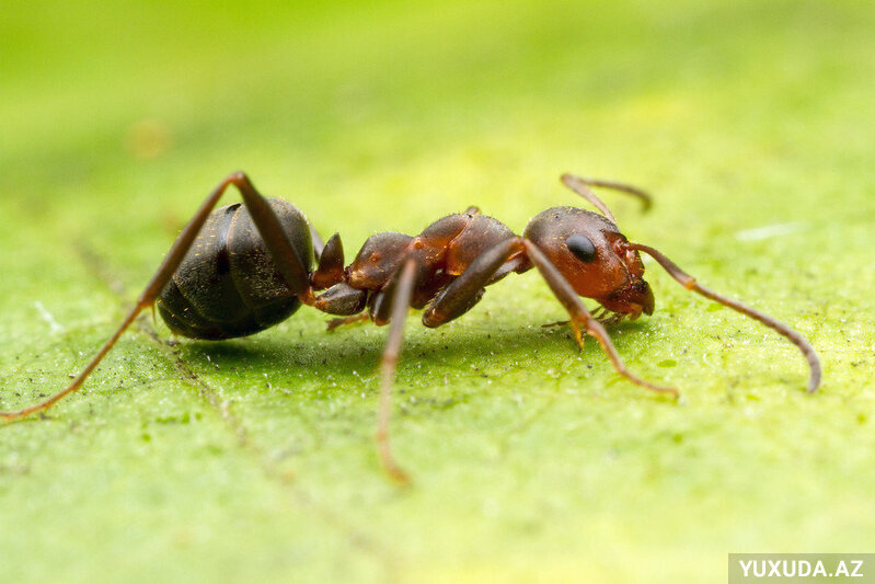 Yuxuda qarışqa görmək