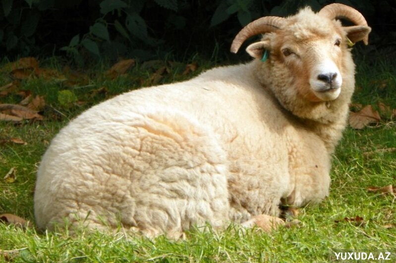 Yuxuda qoyun görmək nə deməkdir?