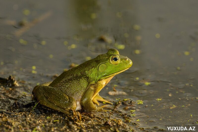 Yuxuda qurbağa görmək