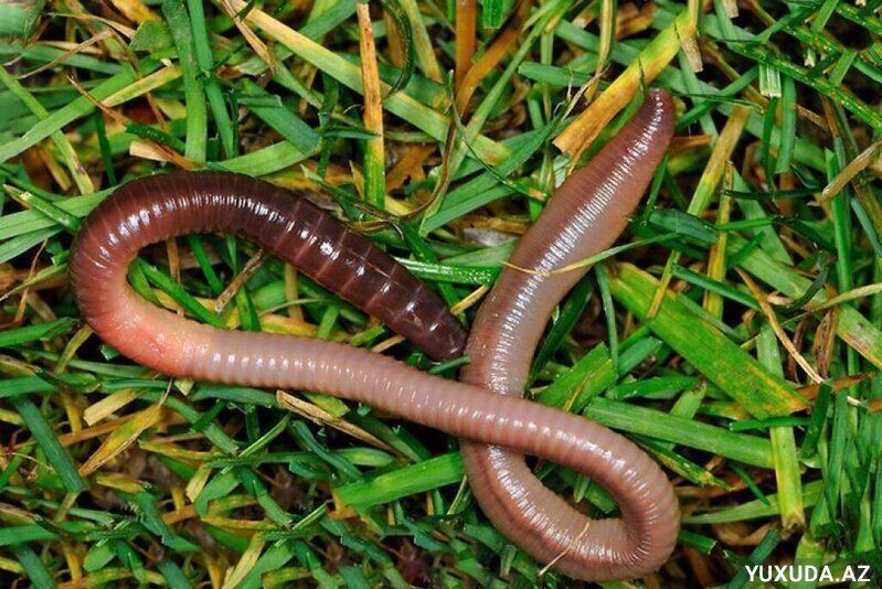 Yuxuda qurd görmək