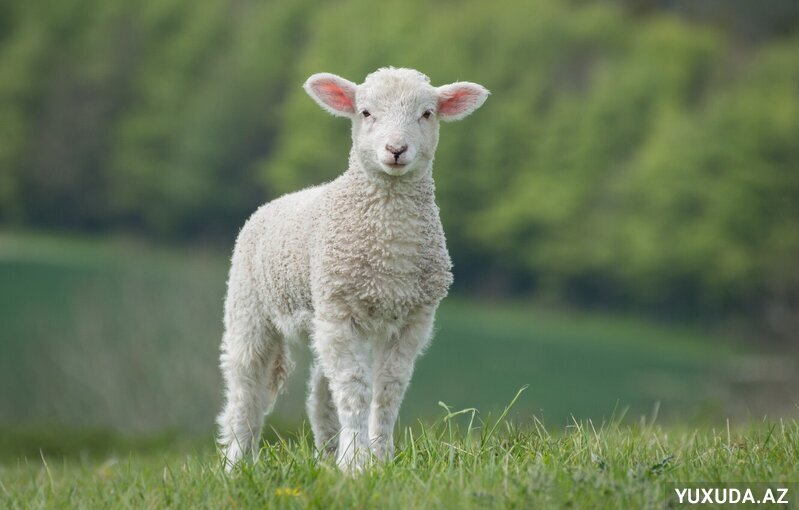 Yuxuda quzu görmək