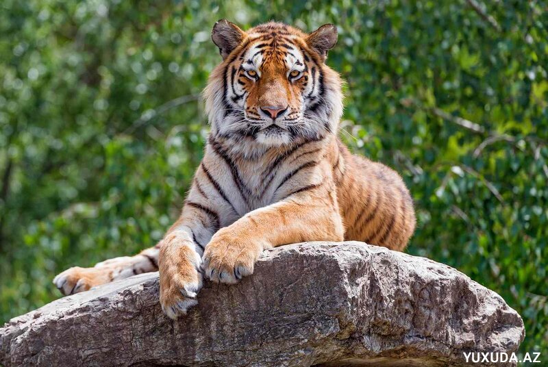 Yuxuda şir görmək