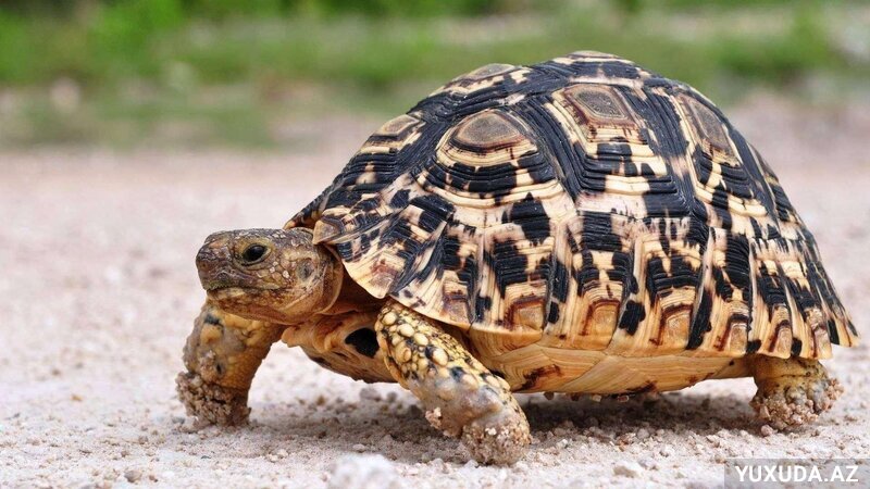 Yuxuda tısbağa görmək