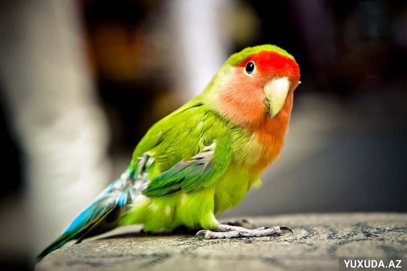 Yuxuda tutuquşu görmək