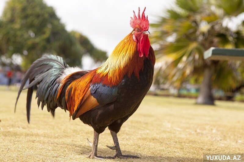 Yuxuda xoruz görmək